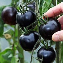 Heirloom Middle Black &#39;Pearl&#39; Tomato Organic - 25 Seeds - $7.28