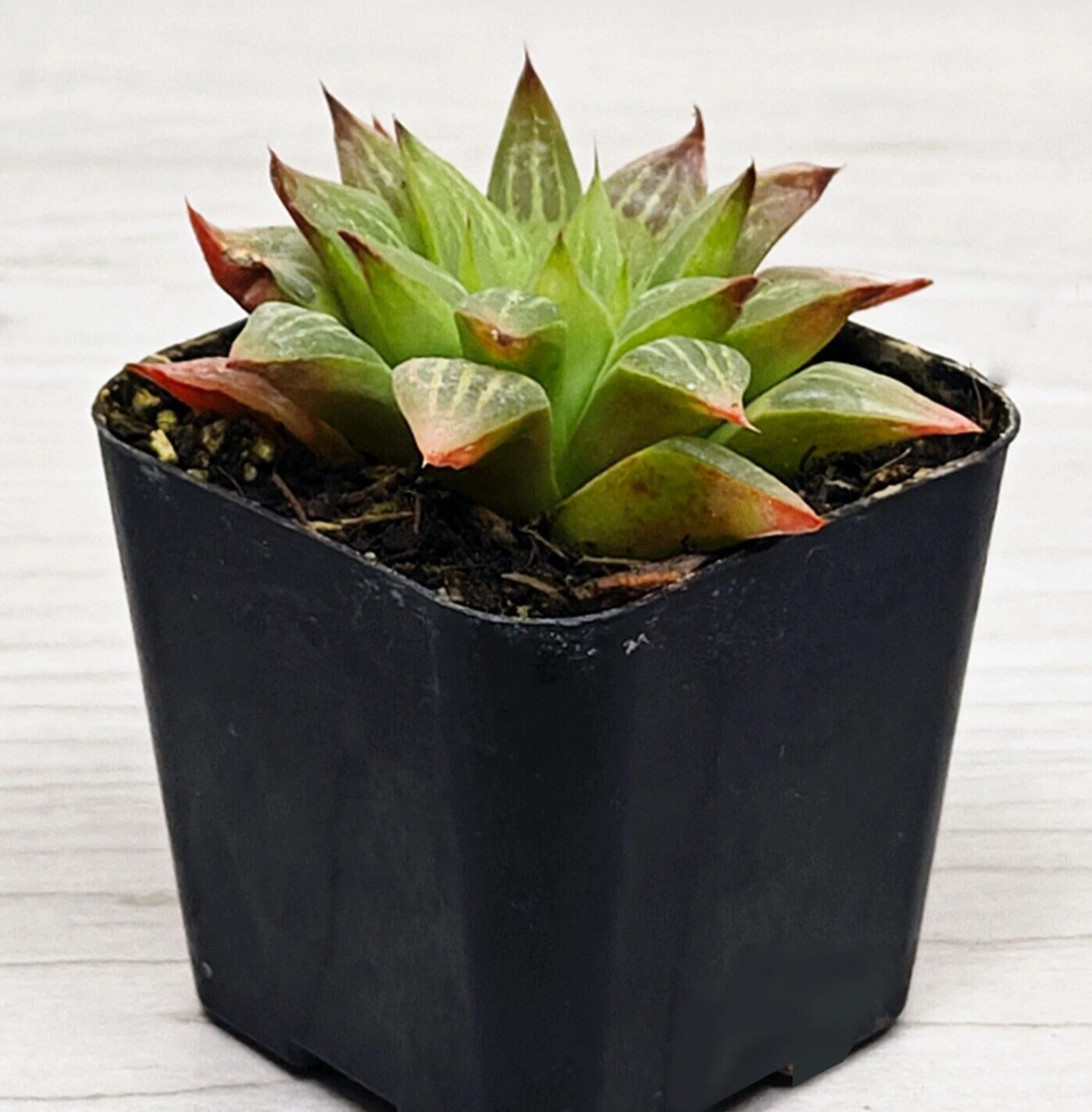 Succulent Live Plant - Haworthia Retusa Geraldii - Live Plants In 2&quot; Pot - $15.50