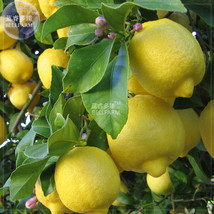 Giant Lemon Yellow Fruit Tree Seeds 20 Seeds Pack Organic Big Fruits Pla... - $10.90