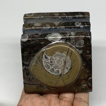 510g, 2.9&quot; x 2.8&quot; x 2&quot; Fossils Orthoceras Ammonite Business Card Holder,... - $14.00