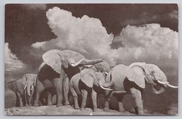 African Elephant Display American Museum Of Natural History NY Vintage P... - £11.14 GBP