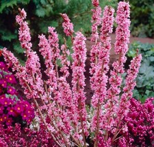 50 Seeds Daphne Mezereum February Daphne Shrub Seeds Fresh Garden - $9.82