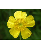 20 Seeds Meadow Buttercup Ranunculus Acris Organic - $19.75