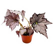 Begonia Sierra Silver Mist, 4 inch Gray Silver Black Edge Rhizomatous Rhizo - £13.80 GBP