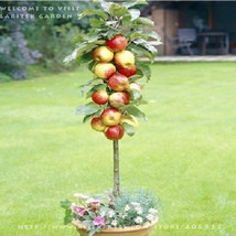 5 Packs, 10 Seeds / Pack * Red Apple Tree Bonsai Serious * Very Fragrant, Sweet, - £9.18 GBP