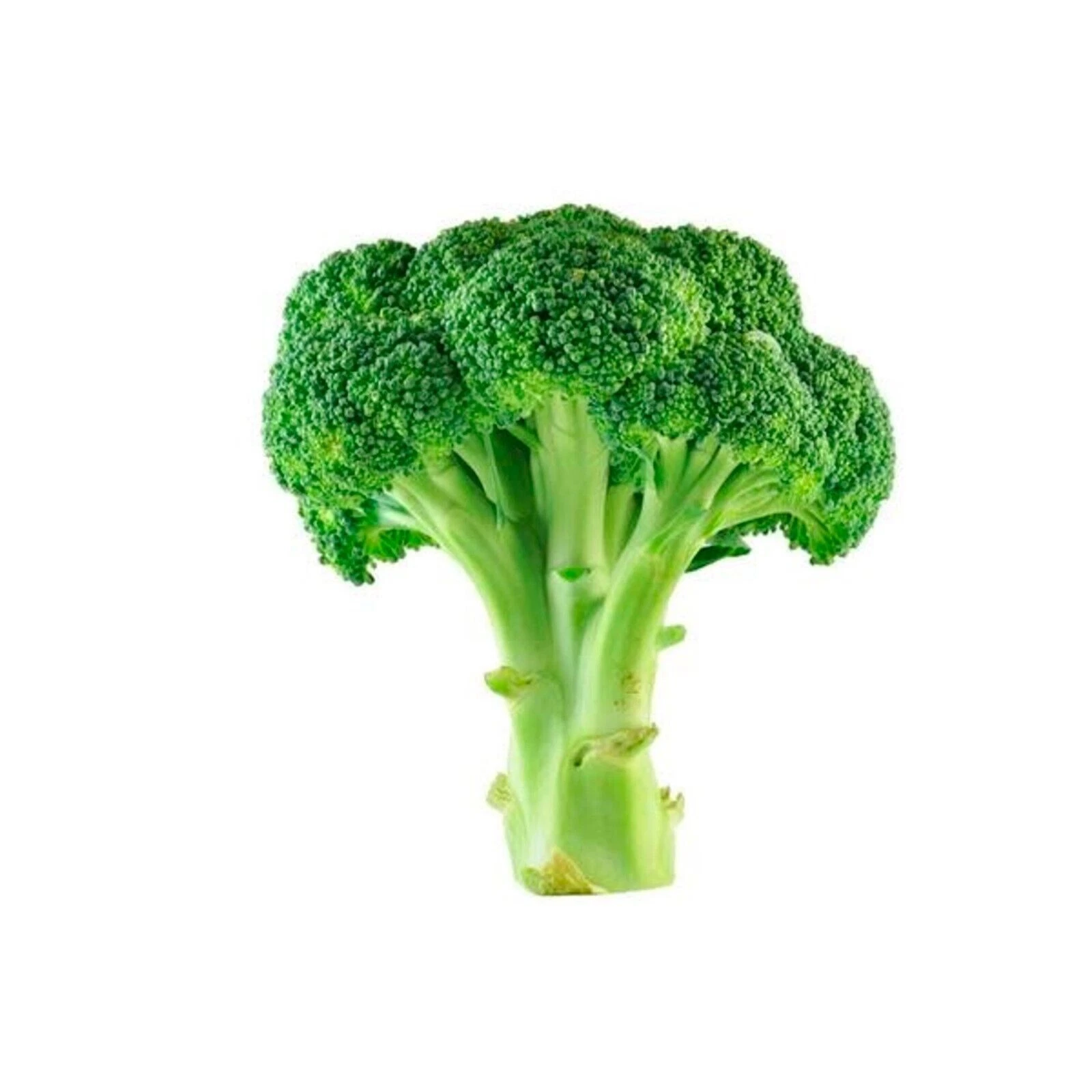1200 Broccoli  Seeds - Green Sprouting Calabrese Non-GMO Heirloom BOGO 5... - $9.08