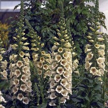 US Seller Digitalis Seeds 50 Seeds Digitalis Camelot Cream Foxglove Seeds Fast S - $29.00