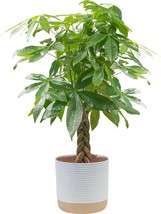 Costa Farms Money Tree Live Plant, Easy to Grow Houseplant - £50.21 GBP