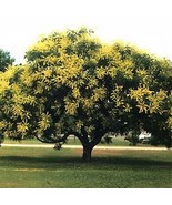 Golden Rain Tree Seeds Goldenrain Koelreuteria Paniculata Seeds 25 Seeds... - $361.65 MXN