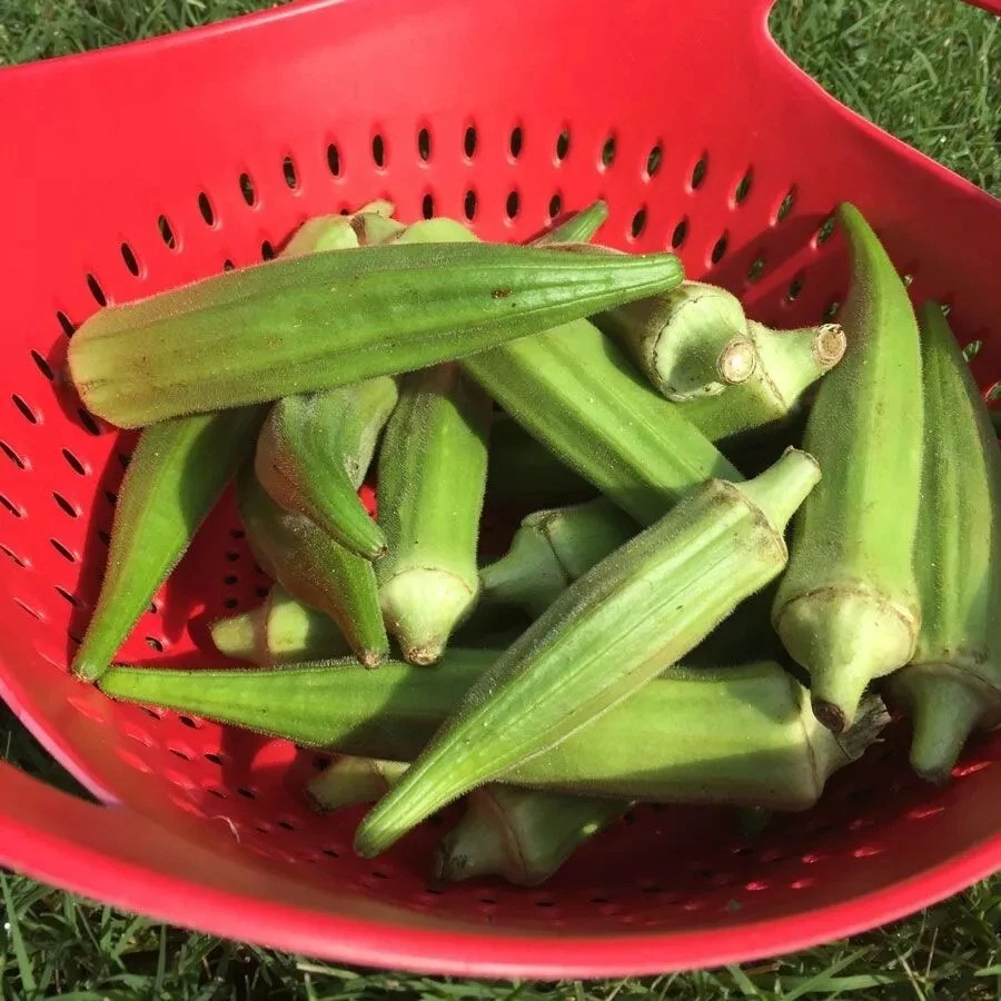 100+ Clemson Spineless Okra Seeds - NON GMO - Heirloom  FRESH Item image 3