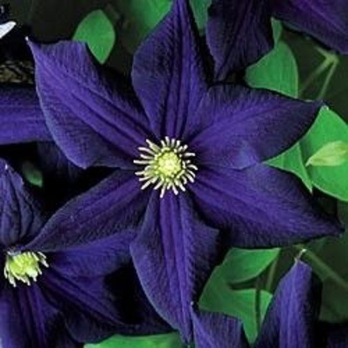25 Dark Purple Clematis Seeds Bloom Flowers Perennial Flower Seed 128 Us... - $10.99