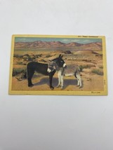 Vtg Linen Postcard Desert Sweethearts The Burro Donkey Love 1950 - $7.95