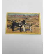 Vtg Linen Postcard Desert Sweethearts The Burro Donkey Love 1950 - $7.95