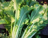 Michihili Chinese Cabbage Seeds Asian Leaf Lettuce Vegetable Bok Choy Seed  - $5.93