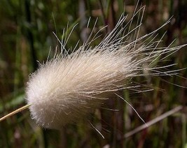 USA Seller 100 Bunny Tails Grass Hares Tail Ornamental Lagurus Ovatus Seeds Fres - $14.90