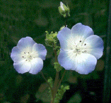 75 Nemophila Baby Blue Eyes Annual Flower Seeds - £13.49 GBP