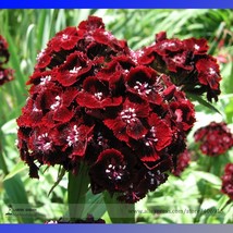 Heirloom Dianthus Dark Red Sweet William Annual Flower Seeds, Professional Pack, - £6.21 GBP