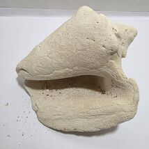 Large 7” Conch Natural Seashell White Beach Decor Seascape - $18.31