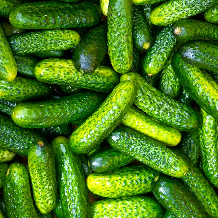 KS Parisian Gherkin Cucumber Cornichon Organic Non Gmo Planting 30 Seeds  - $202.51 MXN