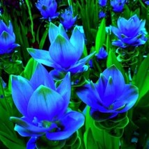 Blue Curcuma Flower, 200 Seeds D - £11.24 GBP