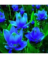 Blue Curcuma Flower, 200 Seeds D - $14.35