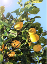 Florida only! Bears Lemon (citrus x Latifolia) Grafted plant - £84.03 GBP