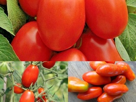 101+ROMA TOMATO Paste Sauce Canning Salads Seeds Garden Container Organi... - £10.37 GBP