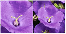 Rapido Blue Carpathian Bell Flower - Campanula - Quart Pot - C2 - £46.14 GBP