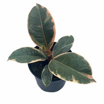 Ficus elastica, 4 inch, Variegated Rubberplant, Pink and white rubber plant - £11.68 GBP