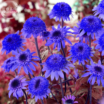 Echinacea Dark Blue Flower Seeds 30 Seeds Pack Big Blooms Coneflowers Gardening  - £5.69 GBP