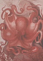 Wall Art Print 19th C Octopus in the Sea 29x40 40x29 White Coral Pink - £298.52 GBP
