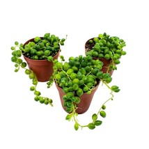 String of Pearls, 2 inch Set of 3, Curio rowleyanus Peas Tiny Mini Pixie Plants - £22.24 GBP