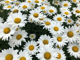 Shasta Daisy Flower Seeds - £4.69 GBP