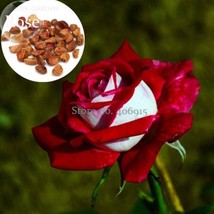 New Rare Red White Rose Flower Tree, 50 Seeds, new fragrant bonsai garden plants - £3.20 GBP