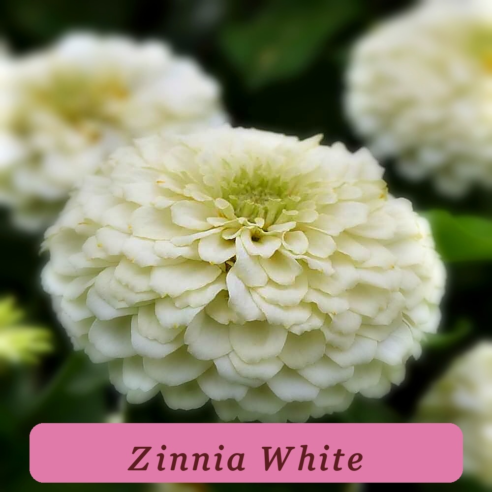 100+ Benary Giant White Zinnia Seeds For Garden Planting Usa High Yield - $7.77