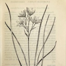 1905 Star of Bethlehem Flower Print Pen &amp; Ink Lithograph Antique Art  - £13.76 GBP