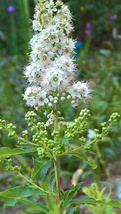 Meadowsweet, (Spirea alba var latifolia) Attracts Butterflies, Bees and ... - $16.00