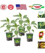 Hot Banana Pepper 19.3 oz 4-Pack - Non-GMO, High Yield for Cooking &amp; Pre... - $51.74 CAD