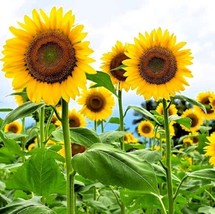 Skyscraper Sunflower Seeds 10 Garden USA SELLER - £8.37 GBP