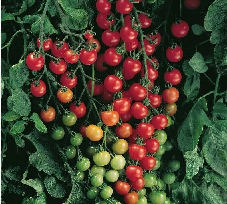 KingStore 120 Seeds Sweetie Cherry Tomato Heirloom Organic - £7.24 GBP