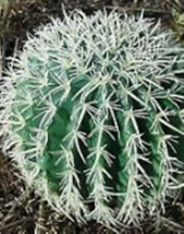 10 Pc Seeds Hardy Barrel Cactus Plant, Ferocactus wislizenii seeds for Planting - £15.10 GBP