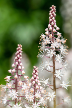 20 Filigran Foamflower White &amp; Pink Tiarella Polyphylla Shade Flower Seeds - £15.33 GBP