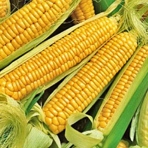 Early Golden Bantam Corn 50 Seeds Garden Fresh Garden - $11.99