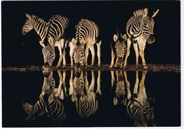 South Africa Postcard Zebras The Nightcap 2017 Wildlife Photographer Of ... - $2.96