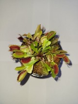 3 small Flexx Venus Flytraps (Fly Trap Carnivorous Plants) Dionaea Muscipula - £17.01 GBP