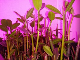10 BIG BEAUTIFUL  RED MANGROVE PLANTS 100% Organic  - £20.92 GBP