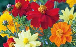 Bright Lights Cosmos 500+ Seeds Newly Harvested, Beautiful Bright Flower - £7.81 GBP