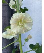 Giant Yellowpeach Hollyhock Seeds 9+ Feet - $11.85