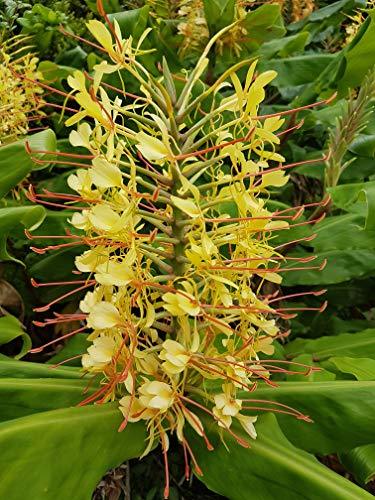 Primary image for Kahili Yellow Ginger Starter Plant Hawaiian  2 Pack #D2