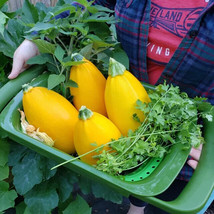 25+ Golden Egg Zucchini Squash Seeds For Garden Planting - USA  - £4.23 GBP